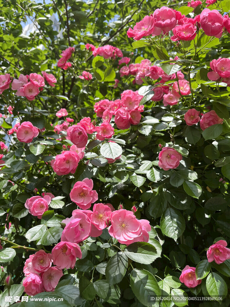 月季花