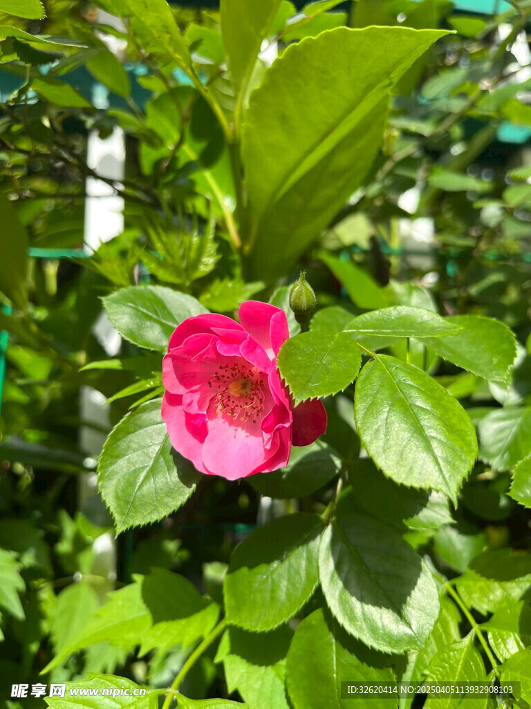 月季花