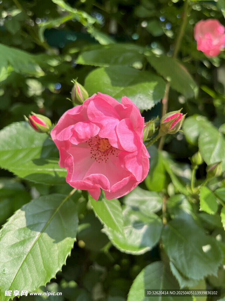 月季花