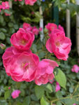 月季花