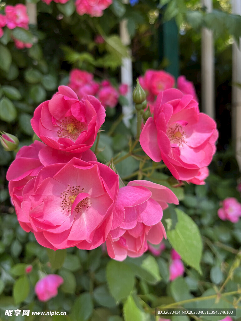 月季花