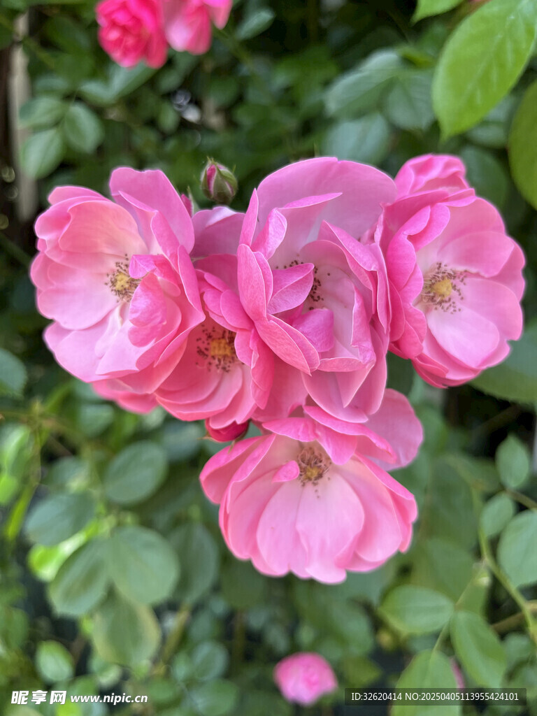 月季花