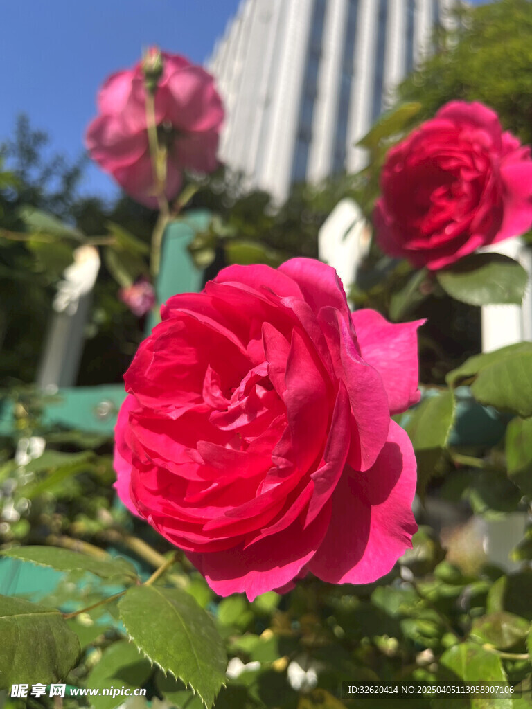 月季花