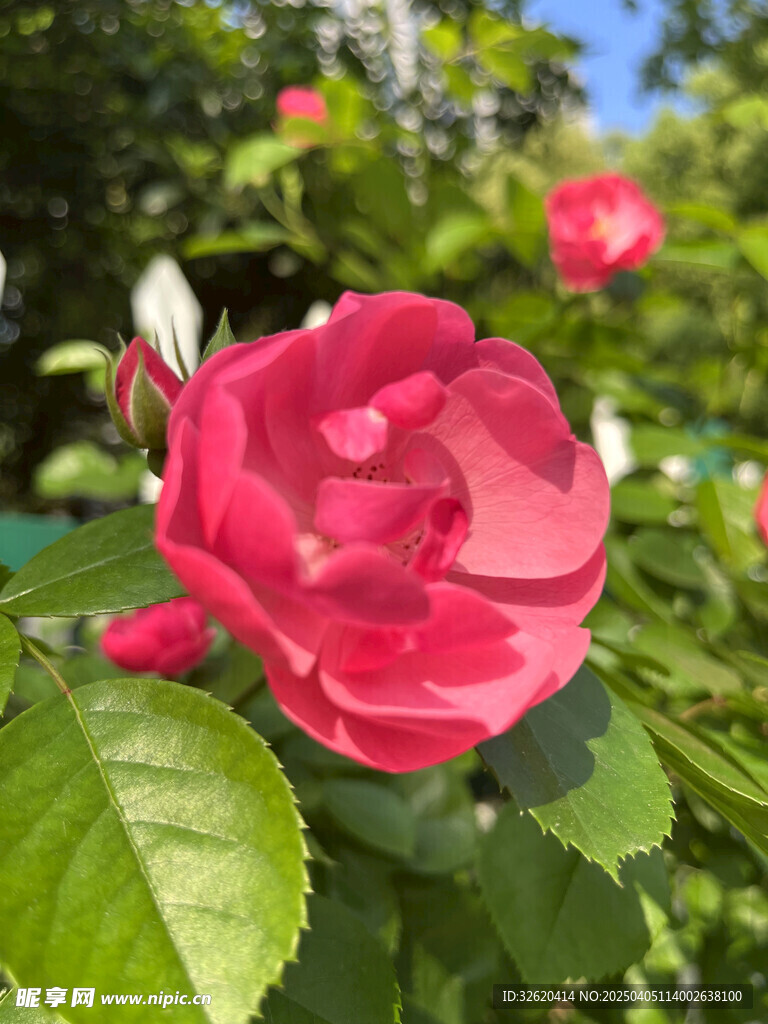 月季花