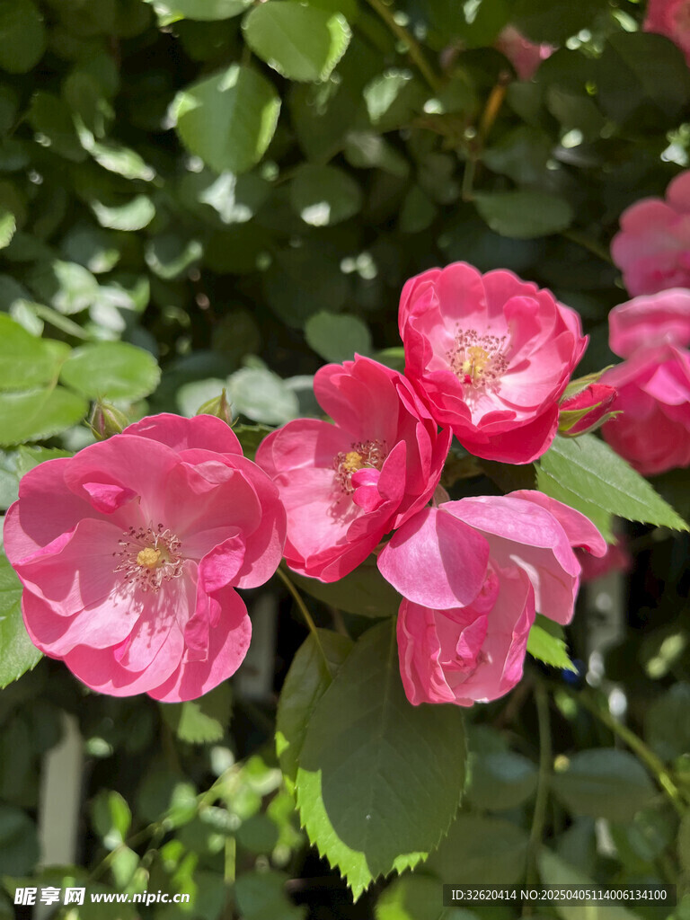 月季花