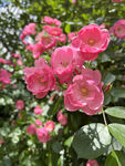 月季花