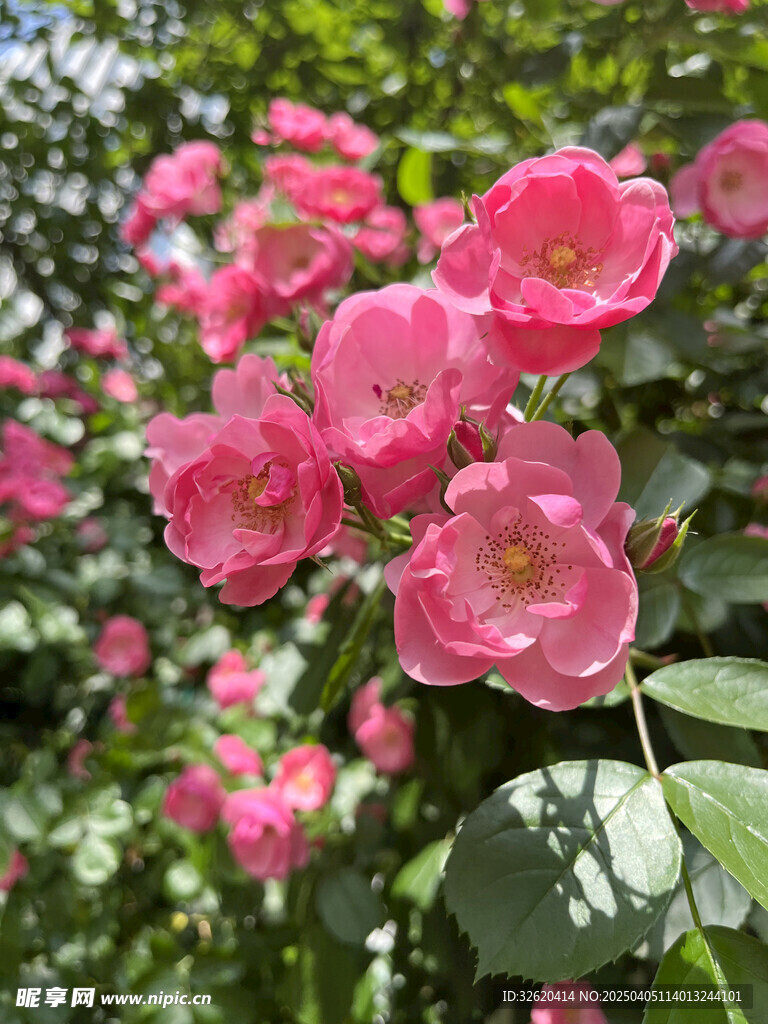 月季花