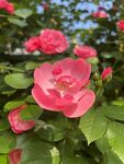 月季花