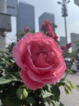 月季花
