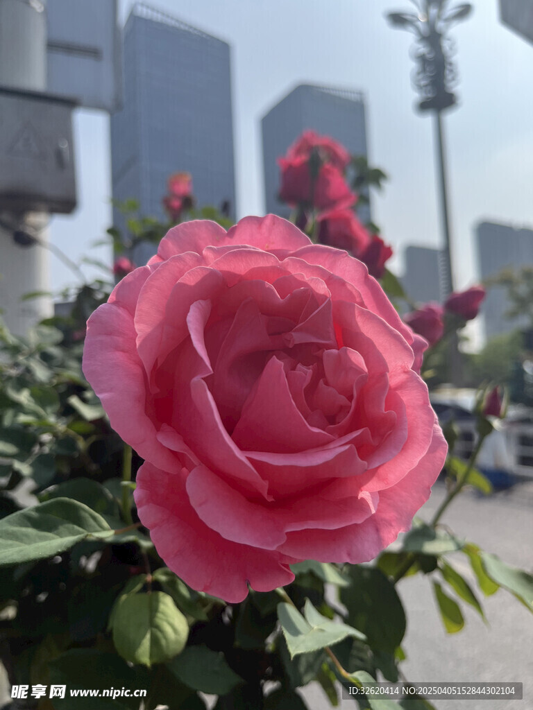 月季花