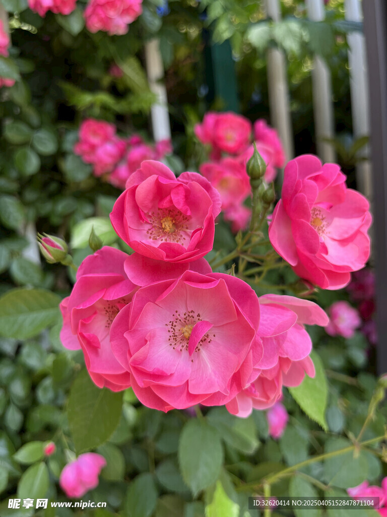 月季花