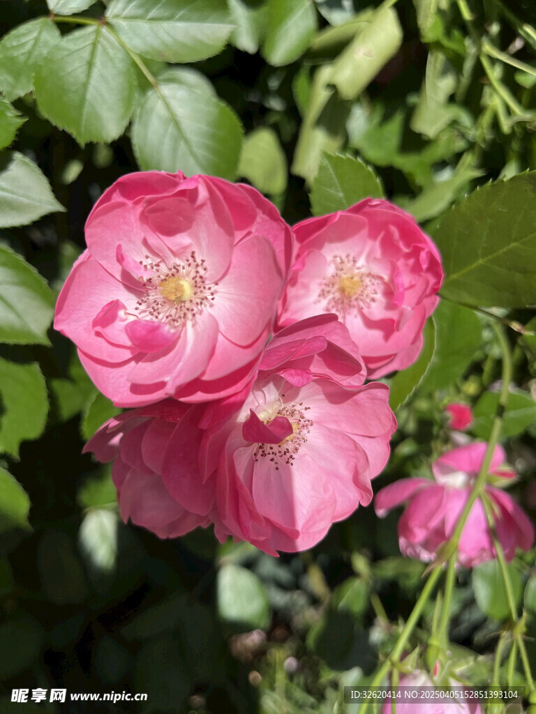 月季花