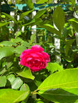 月季花