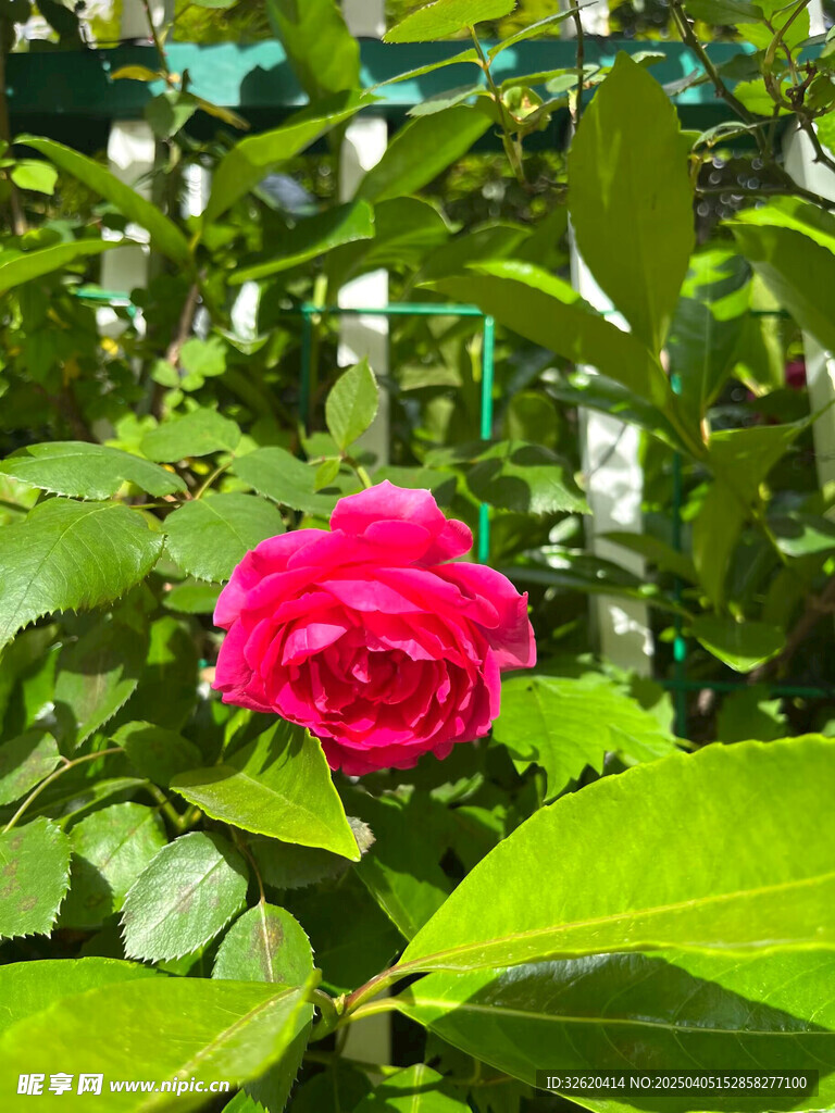 月季花