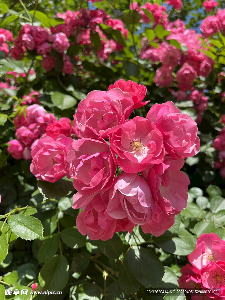 月季花