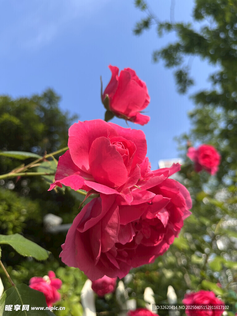 月季花