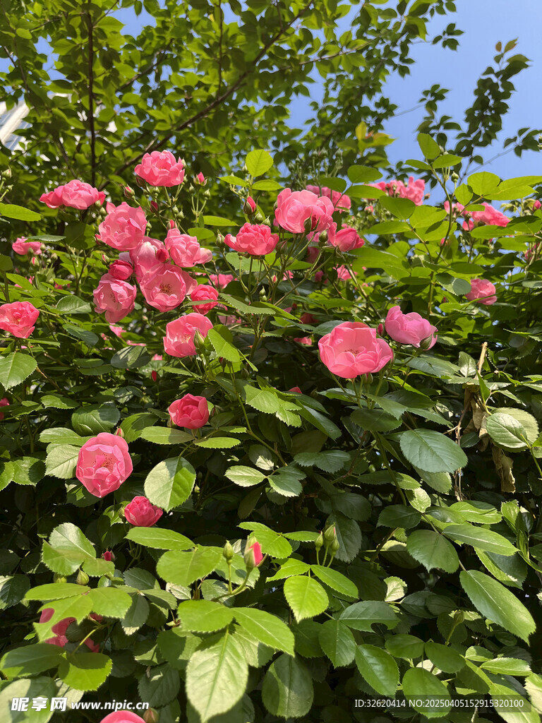 月季花