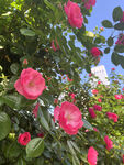月季花