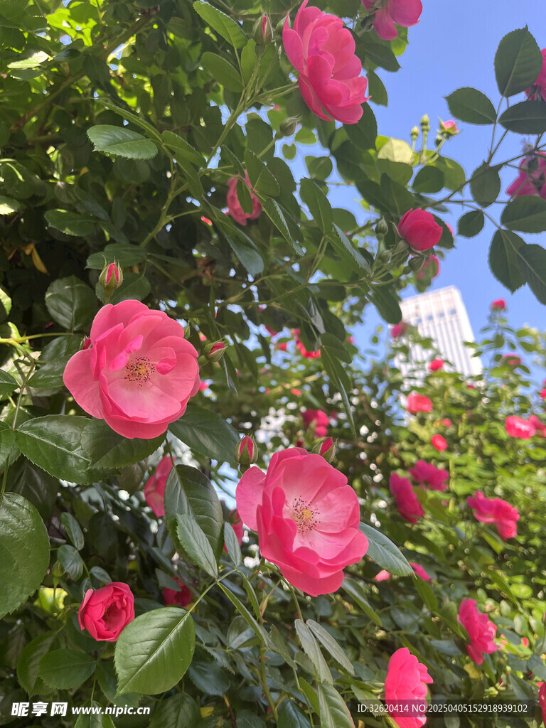 月季花
