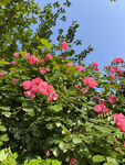 月季花