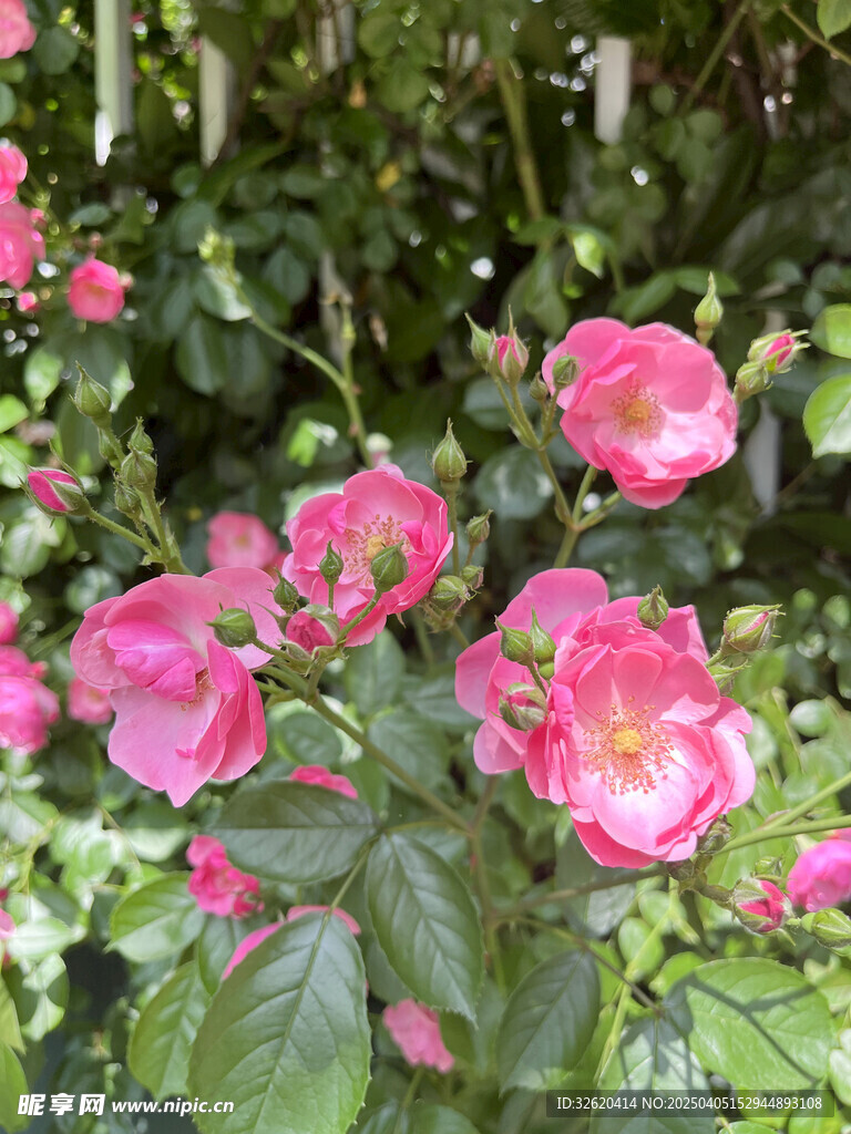 月季花