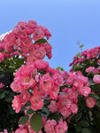 月季花