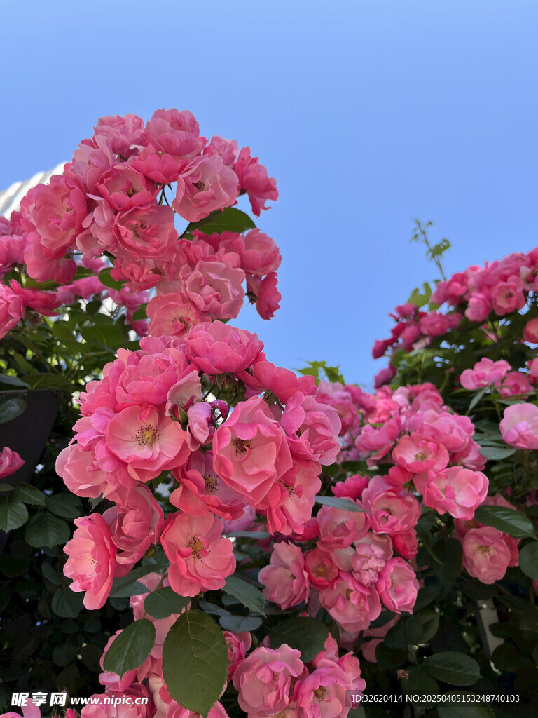 月季花