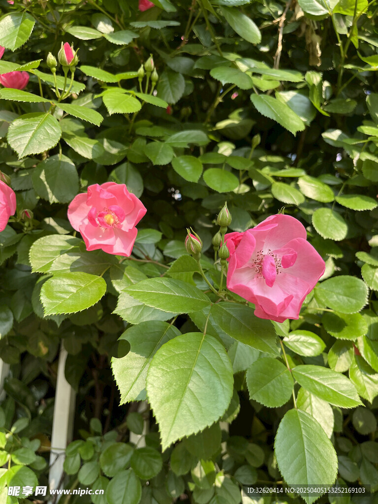 月季花