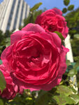 月季花
