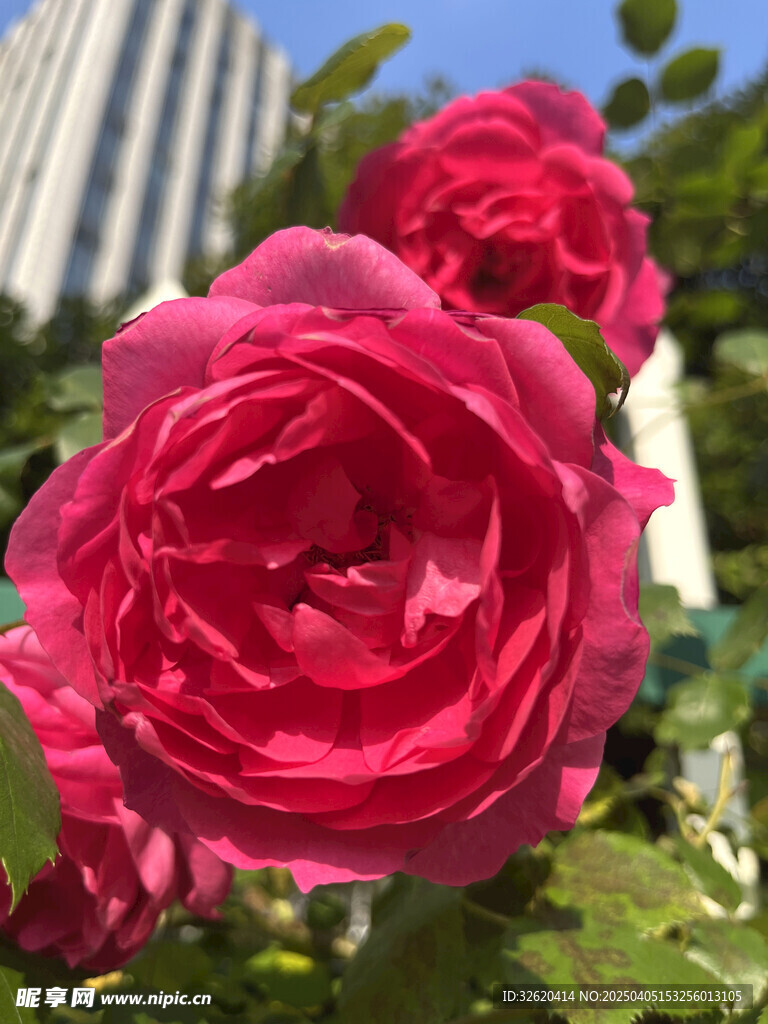 月季花