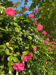 月季花