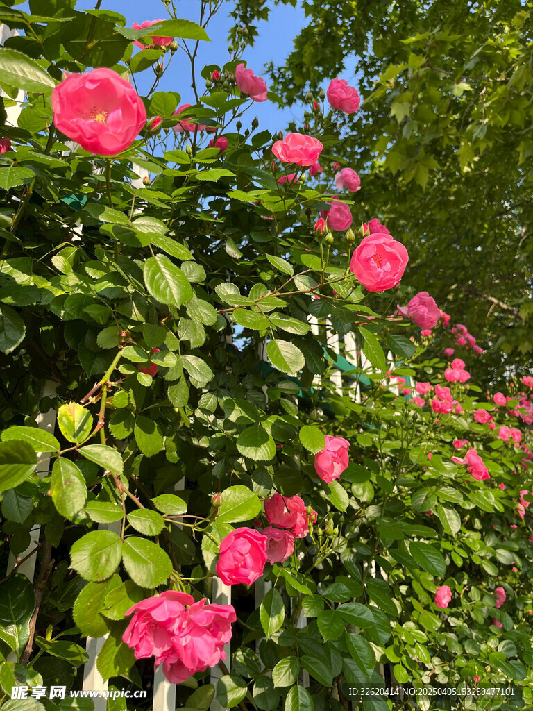 月季花
