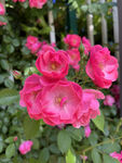 月季花