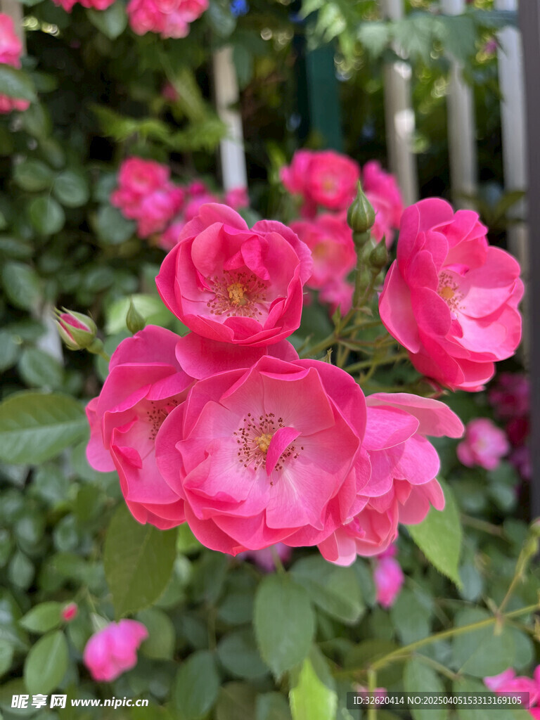 月季花