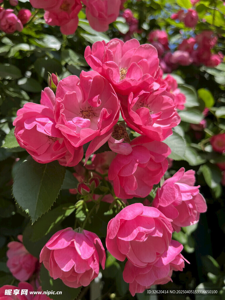 月季花