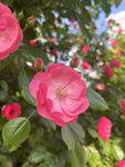 月季花
