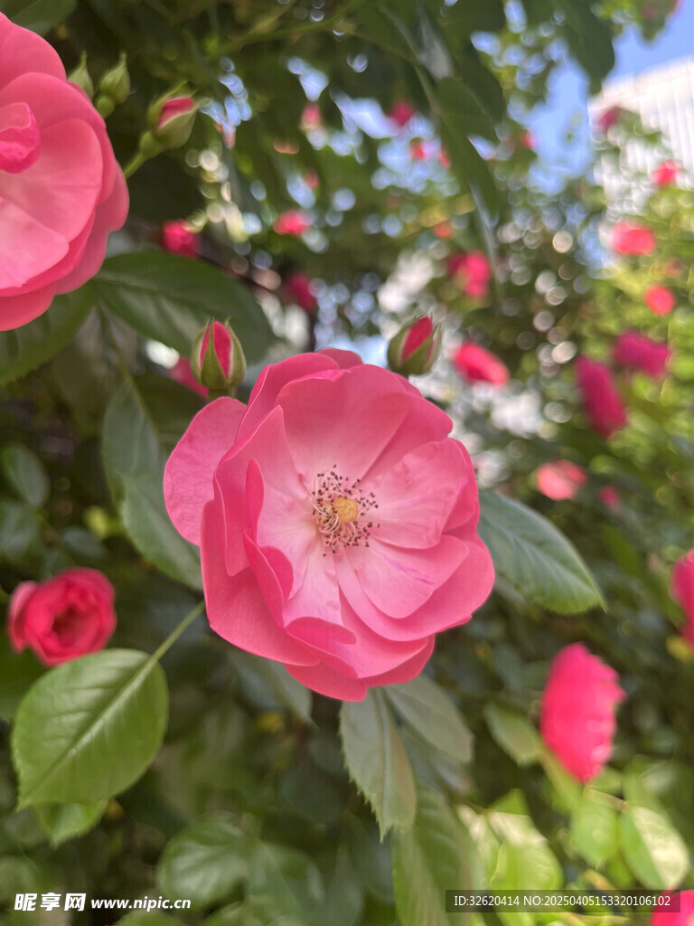 月季花