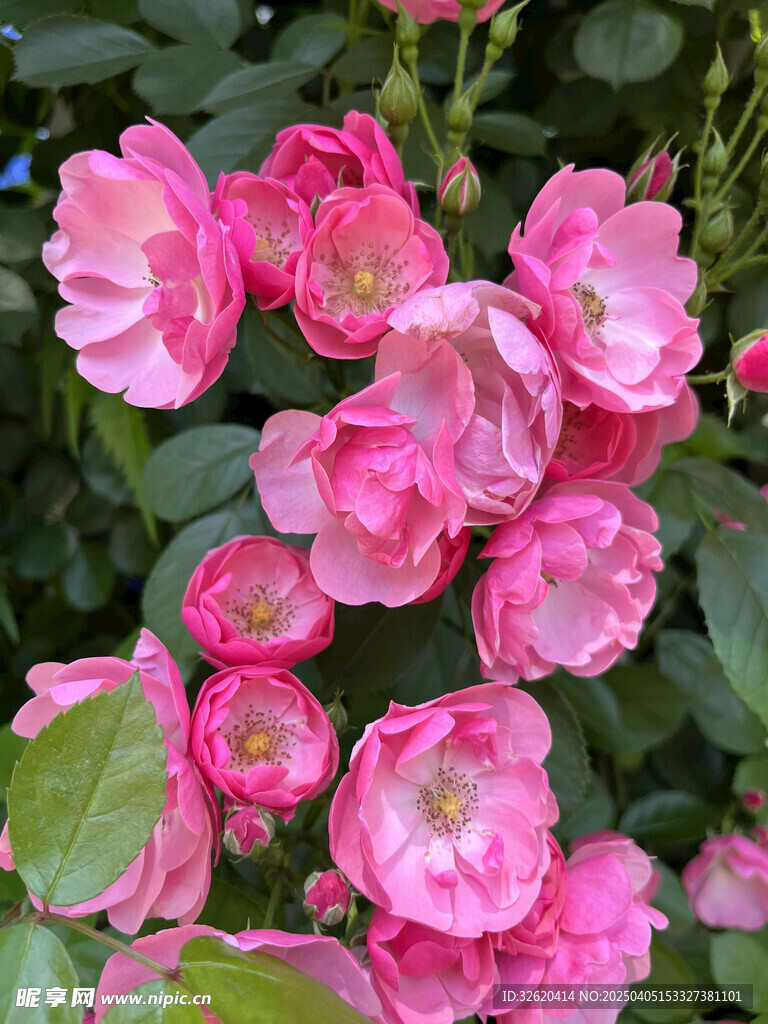 月季花
