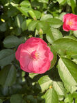 月季花