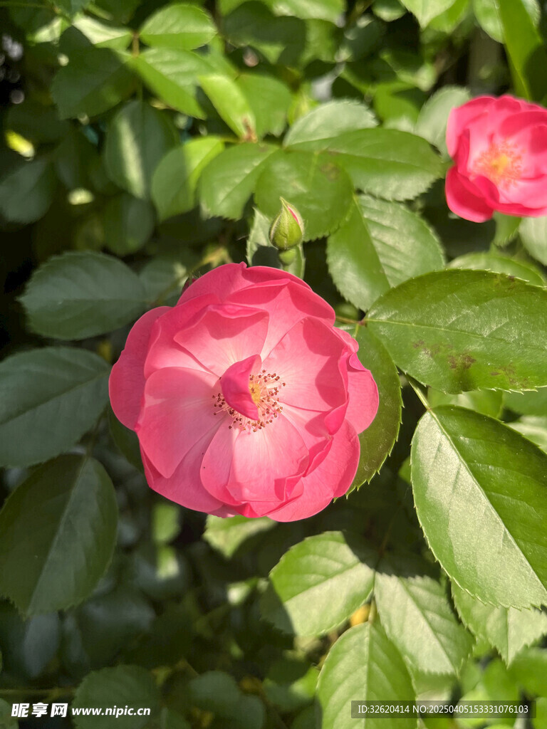 月季花