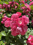月季花