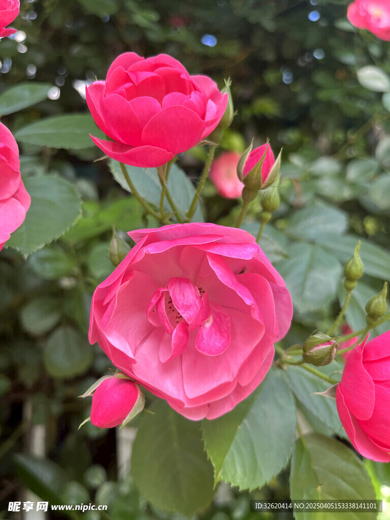 月季花