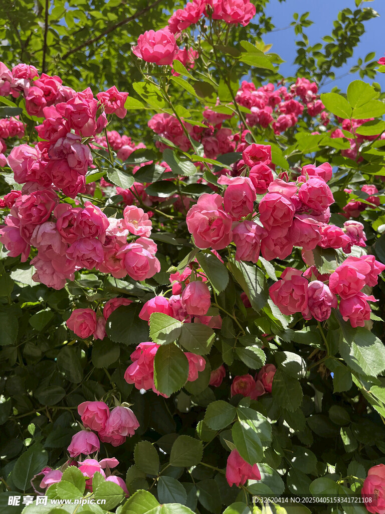 月季花