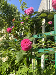 月季花