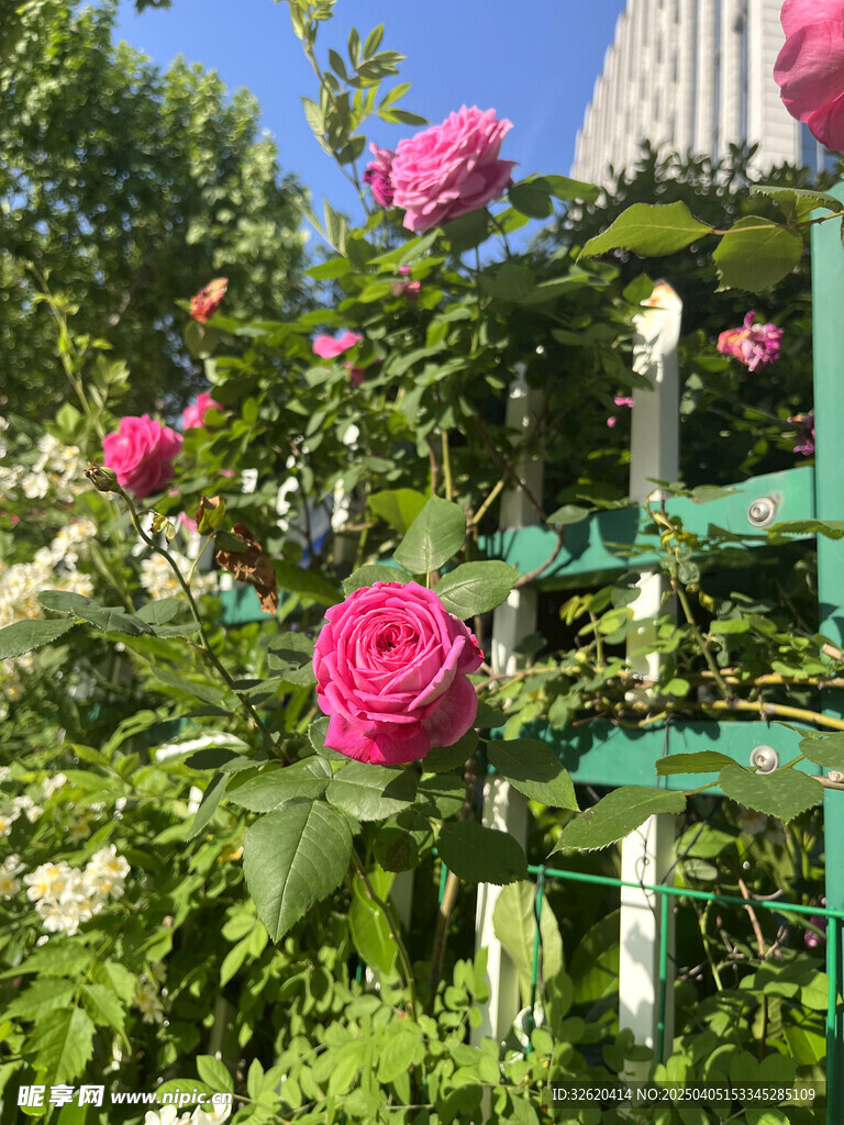 月季花