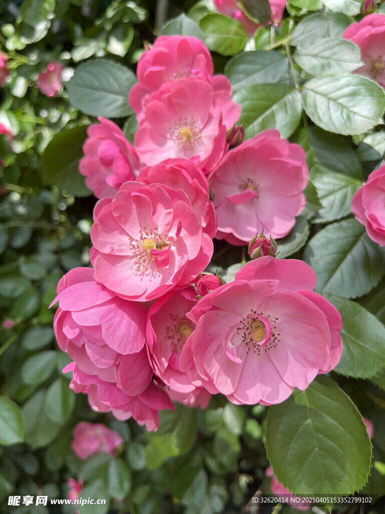 月季花