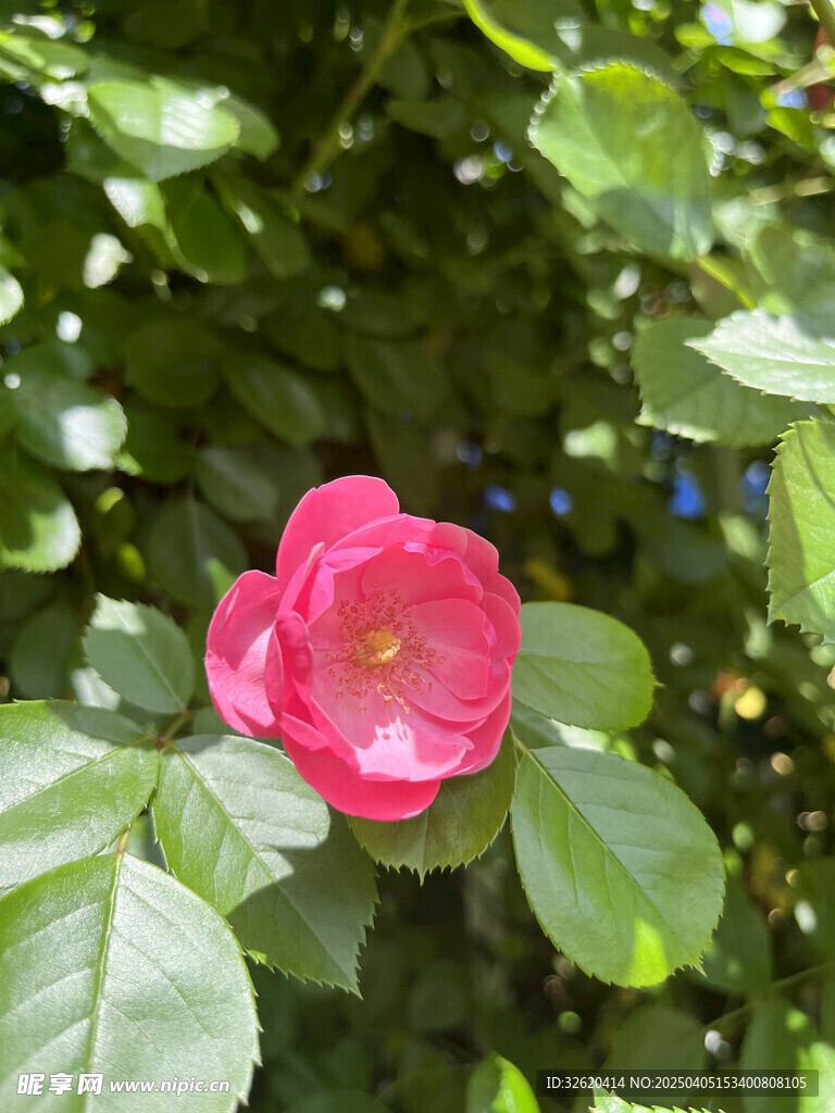月季花
