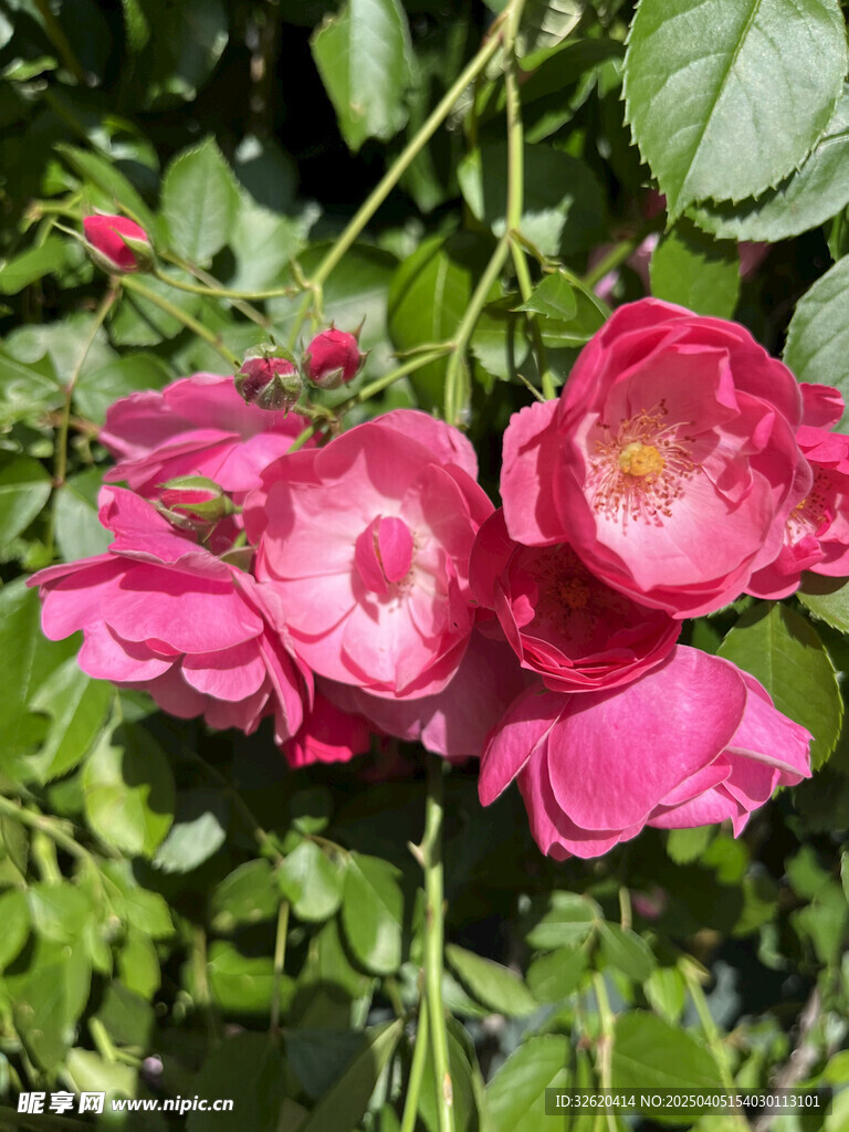 月季花