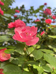 月季花