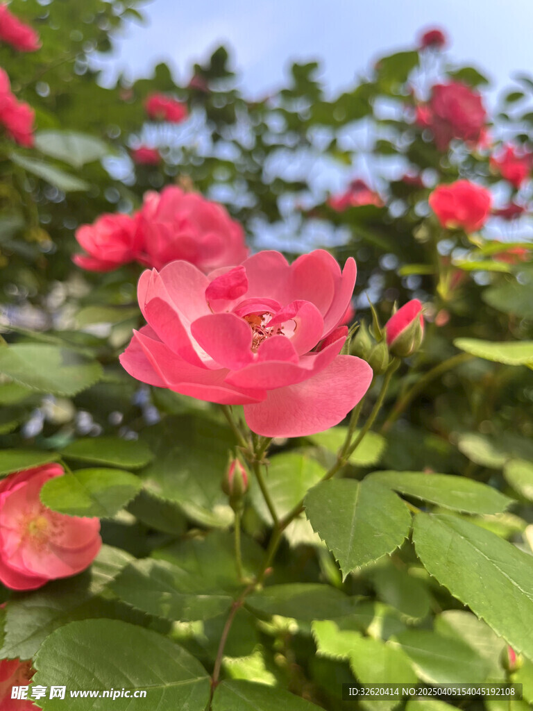 月季花